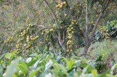 云南宁洱：茶园套种滇橄